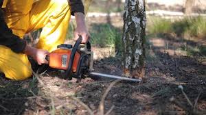 Professional Tree Care in Littleton Common, MA